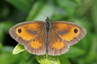 Gatekeeper butterfly (Pyronia tithonus) male